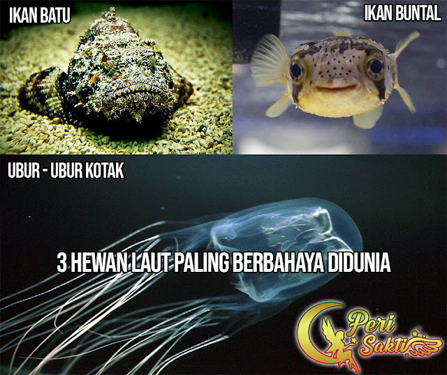 3 Hewan Laut Paling Berbahaya Didunia