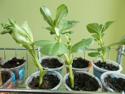 Broad bean seedlings Hardening off The 80 Minute Allotment Green Fingered Blog