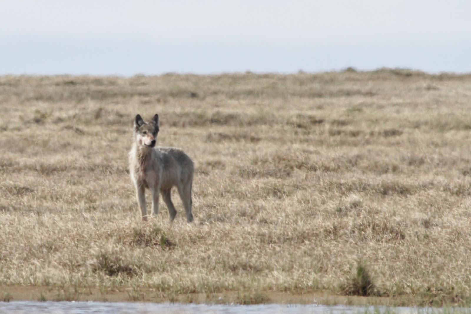 Birding Across the World: June 29 - wolf encounter