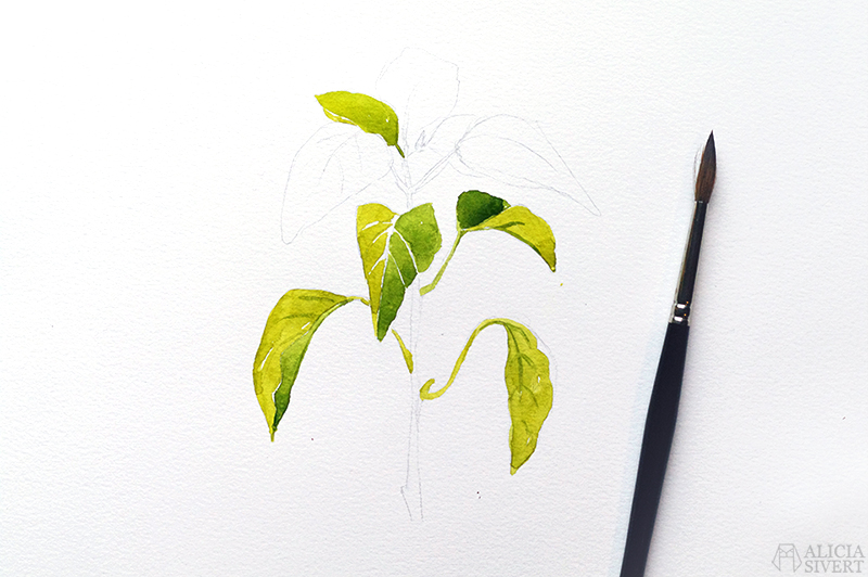 Watercolour chili plant illustration (WIP) by Alicia Sivertsson.