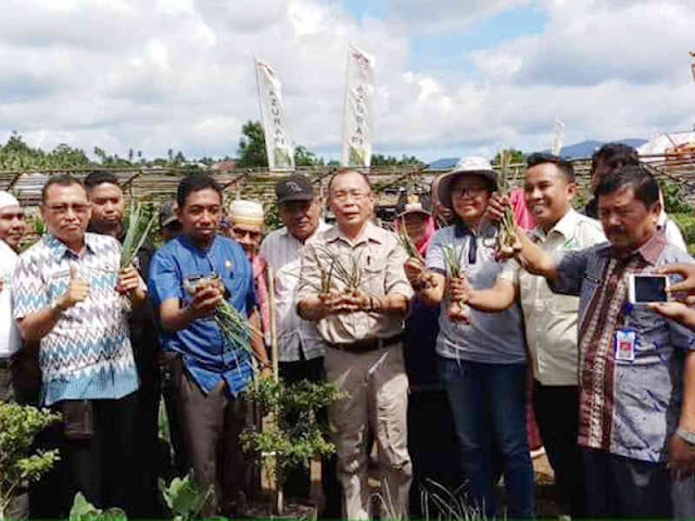Panen Tanaman Holtikultura, Frans Manery Harap Tingkatkan Produksi Bawang Merah Panen Tanaman Holtikultura, Frans Manery Harap Tingkatkan Produksi Bawang Merah