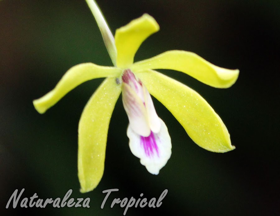 Detalles de la flor de la orquídea Encyclia fucata