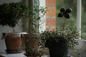 Växter från "Glass au fleurs"