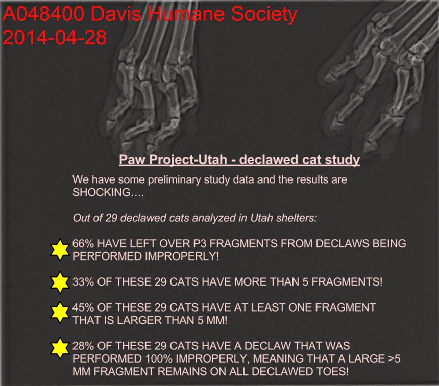 Epidemic of Botched Cat Declaw Operations