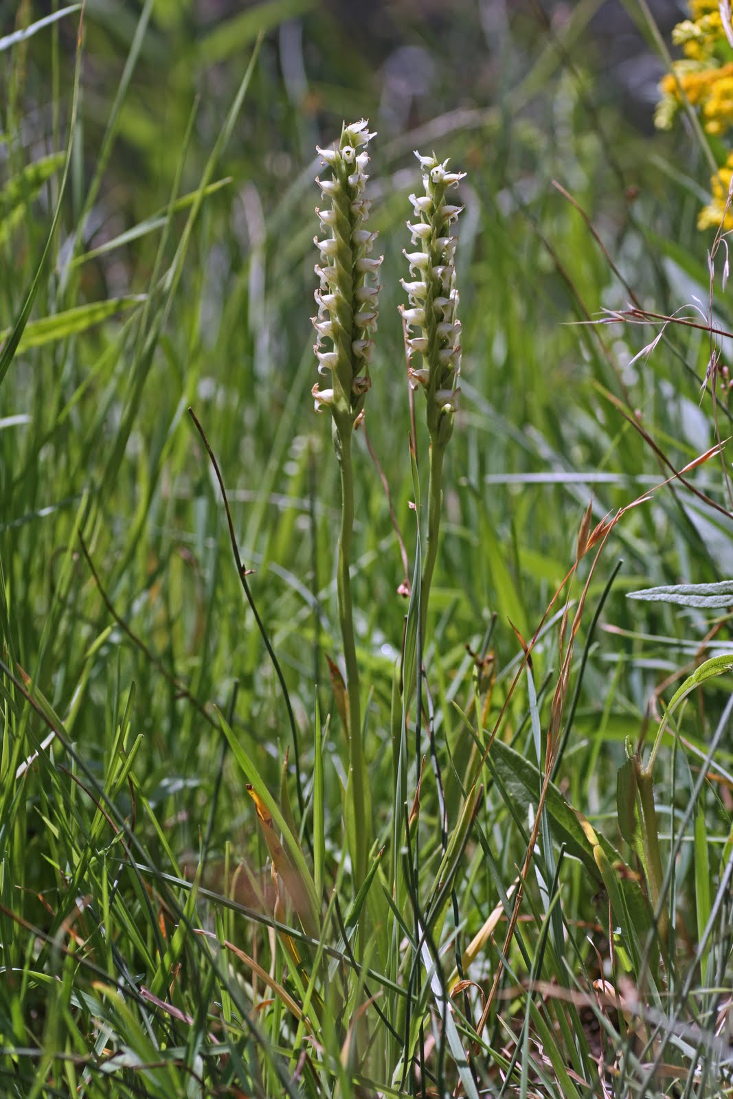 Native Orchids of the Pacific Northwest and the Canadian Rockies ...