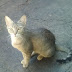 Gata salva menino de 3 anos de ataque de cascavel