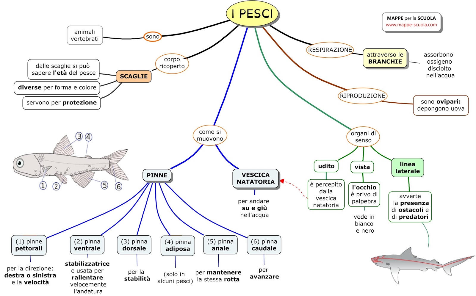 MAPPE per la SCUOLA I PESCI