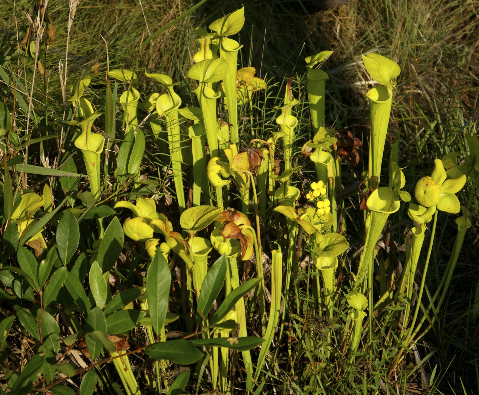 My postcard Green Swamp Preserve in Brunswick County, North Carolina