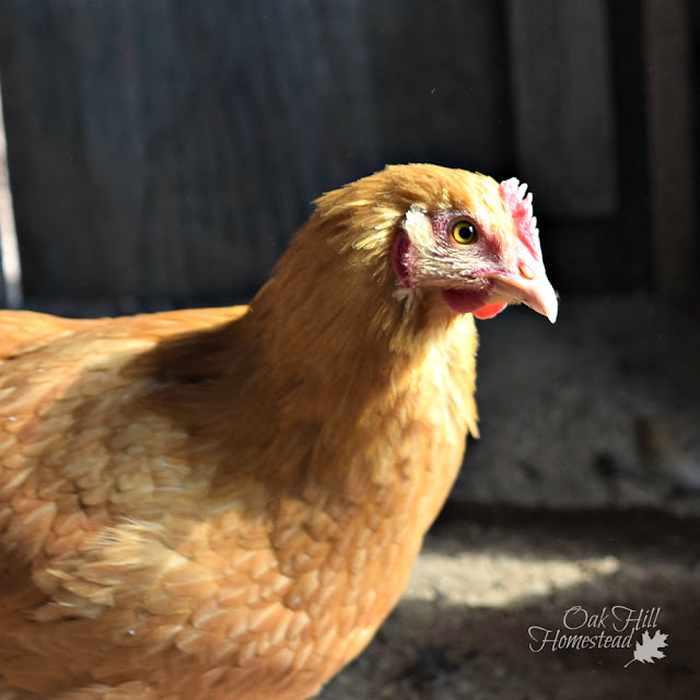 How to keep happy, healthy chickens plus chicken FAQs