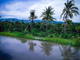 Beautiful Watering And Muddy Rice Field And Hills Panorama At Ringdikit Village, North Bali, Indonesia