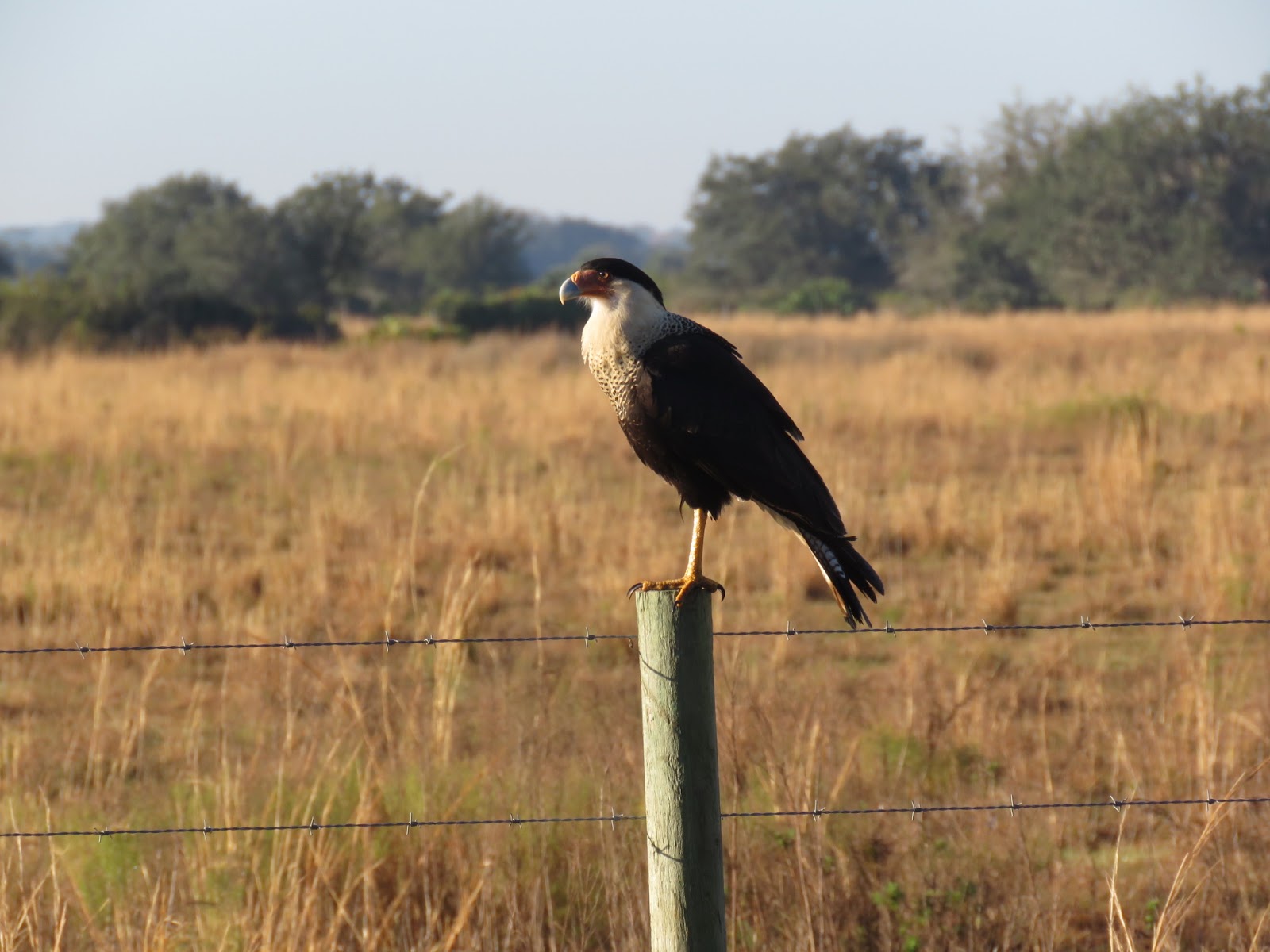 Bird & Travel Photos, Birding Sites, Bird Information CRESTED CARACARA