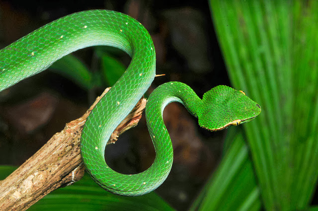 JackJones Blog: Venomous Snakes in the Philippines