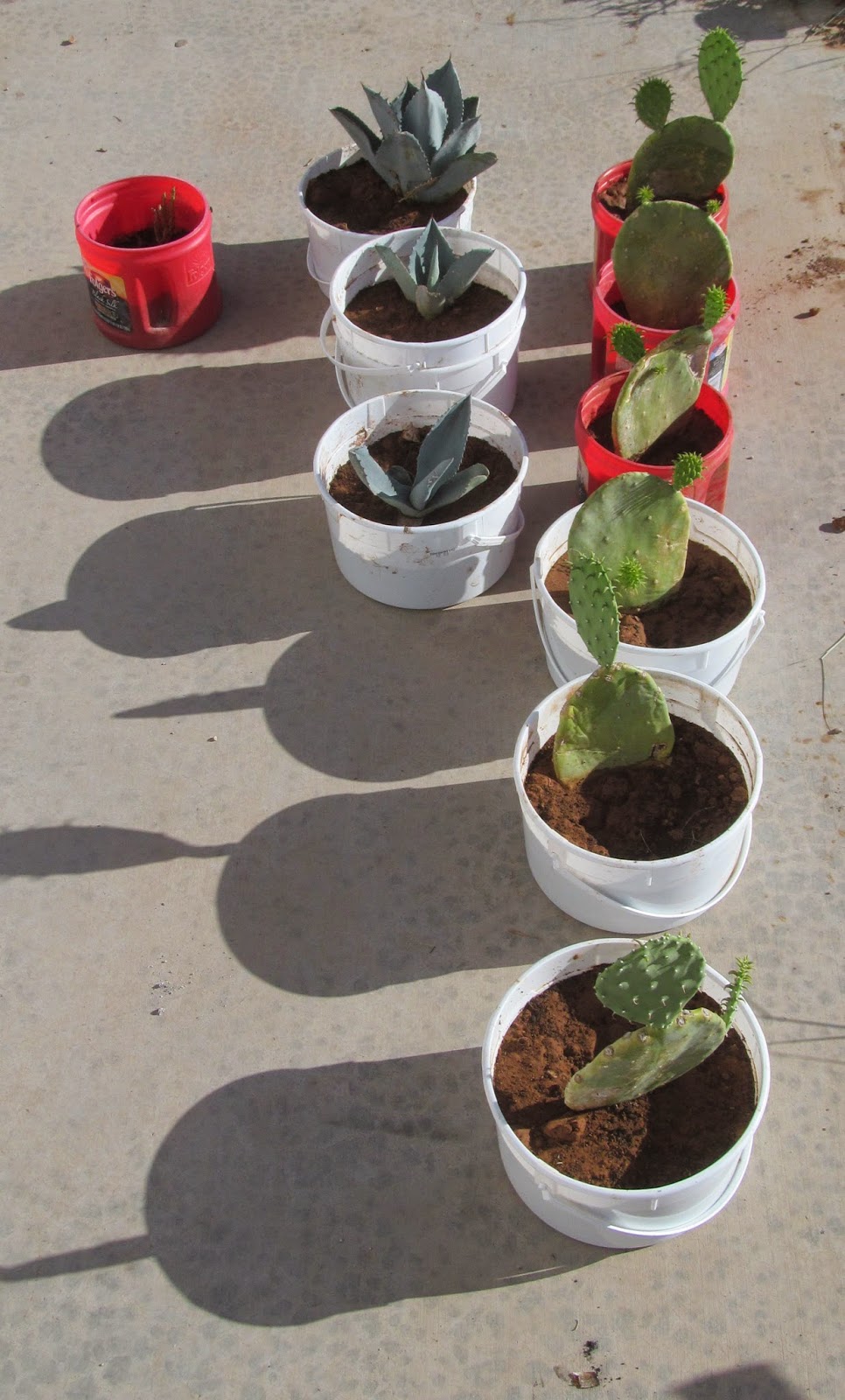 growing succulents cactus for planting