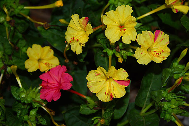 Mirabilis jalapa (The four o'clock flower) yellow pink broken colours flowers