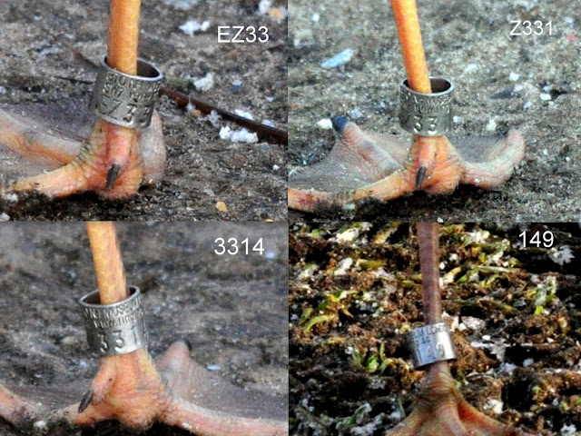 Black-headed Gull ringed leg, © P J Alker