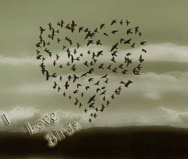 lets be love  birds