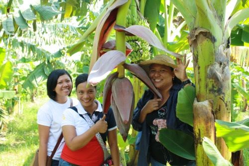 Pohon Pisang Awak ( Dwarf Namwah Mulai Berbuah Gambar Pohon Pisang Awak ( Dwarf Namwah Mulai Berbuah