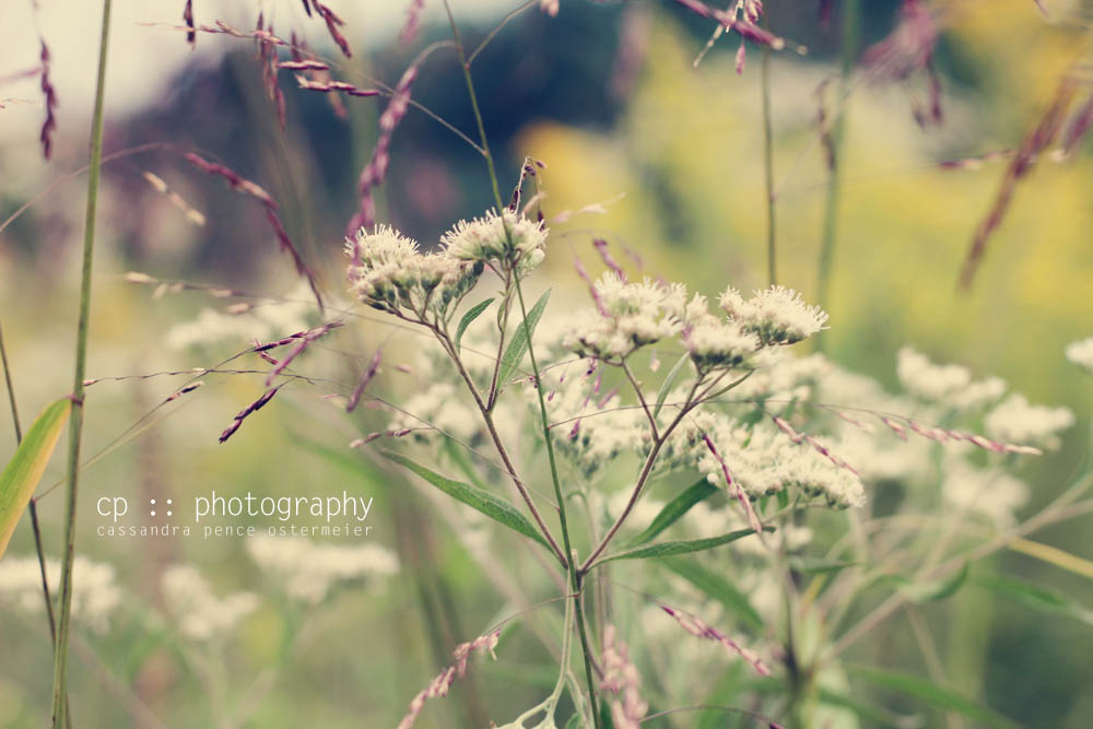 sassafras: september prairie :: nature photography
