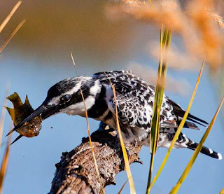Pied kingfisher - Ceryle rudis