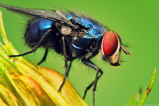 dettline,serangga,info lalat