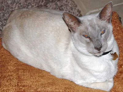 grey Siamese cat