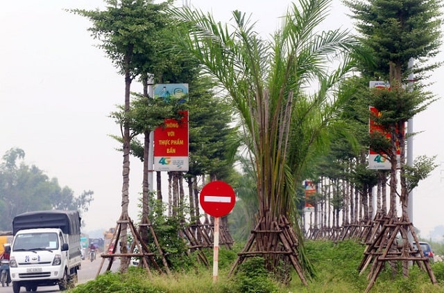 đường trục phía nam hàng cọ đường trục phía nam hàng cọ