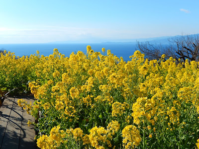 吾妻山公園からの相模湾