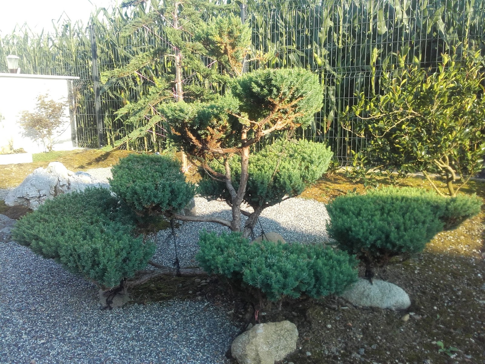 Cisaille de jardin japonaise forgée Niwaki