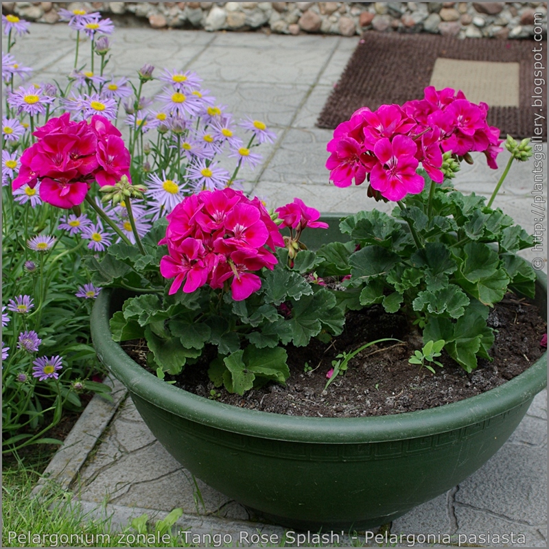 Pelargonium zonale 'Tango Rose Splash' - Pelargonia pasiasta  'Tango Rose Splash' 