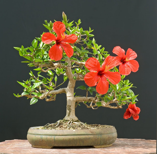 Cara Membuat Bonsai Kembang / Bunga Sepatu Suka Bonsai