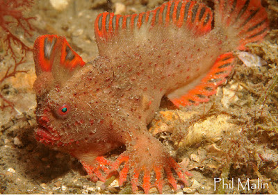 Red Handfish Tasmania Red Handfish Tasmania
