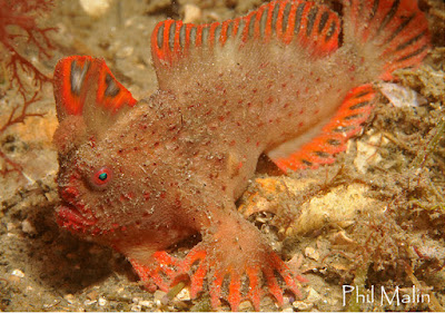 Red Handfish Tasmania