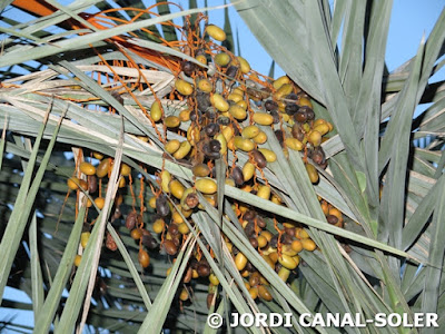 Dátiles en el Palmeral de Elche