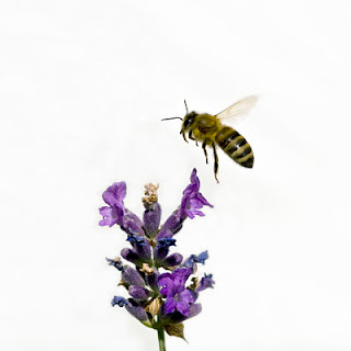 marihuana abeja marihuana abeja