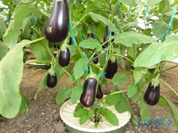 Best Plant Food For Fruit Trees Best Plant Food For Fruit Trees