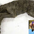 Scientists Aim To Clone Extinct Horse By Using 42,000-Year-Old Liquid Blood
