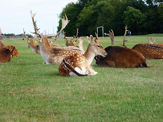 Oh, deer... in Phoenix Park