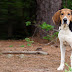 American English Coonhound |Facts|Feature|History|