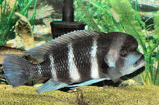 Frontosa Tanganyika Cichlid Frontosa Tanganyika Cichlid