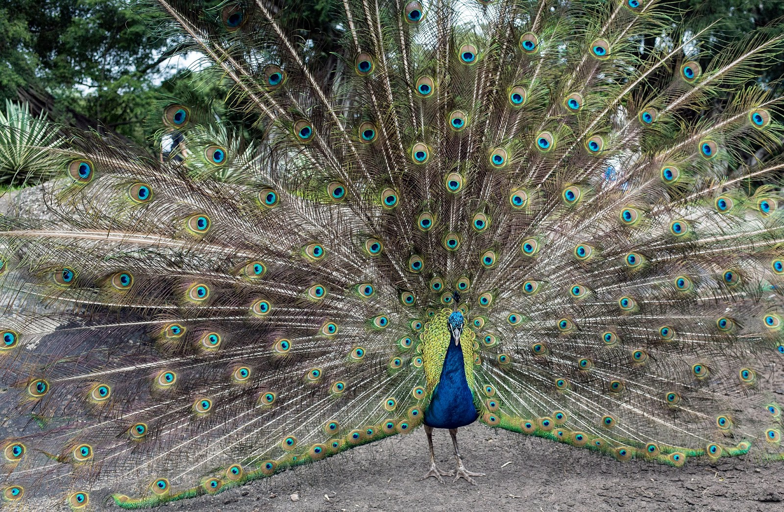 peacock-spreads-fathers-images-archival-store