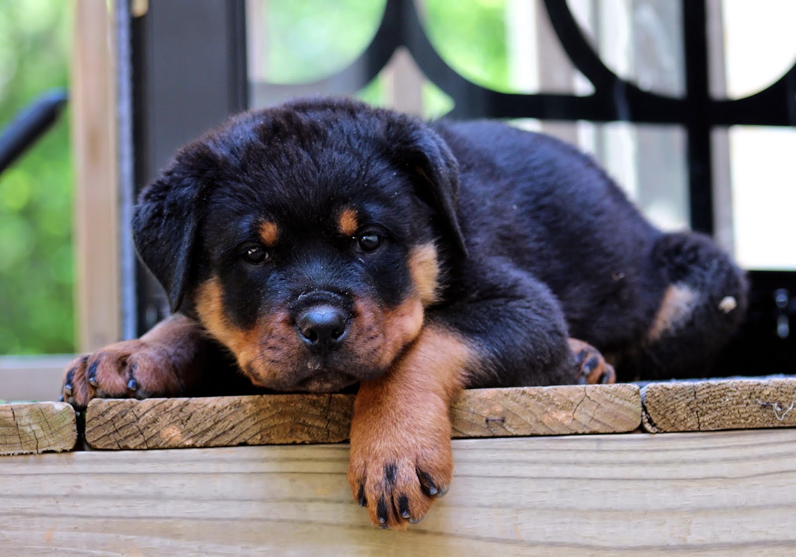 Rules of the Jungle Rottweiler puppy