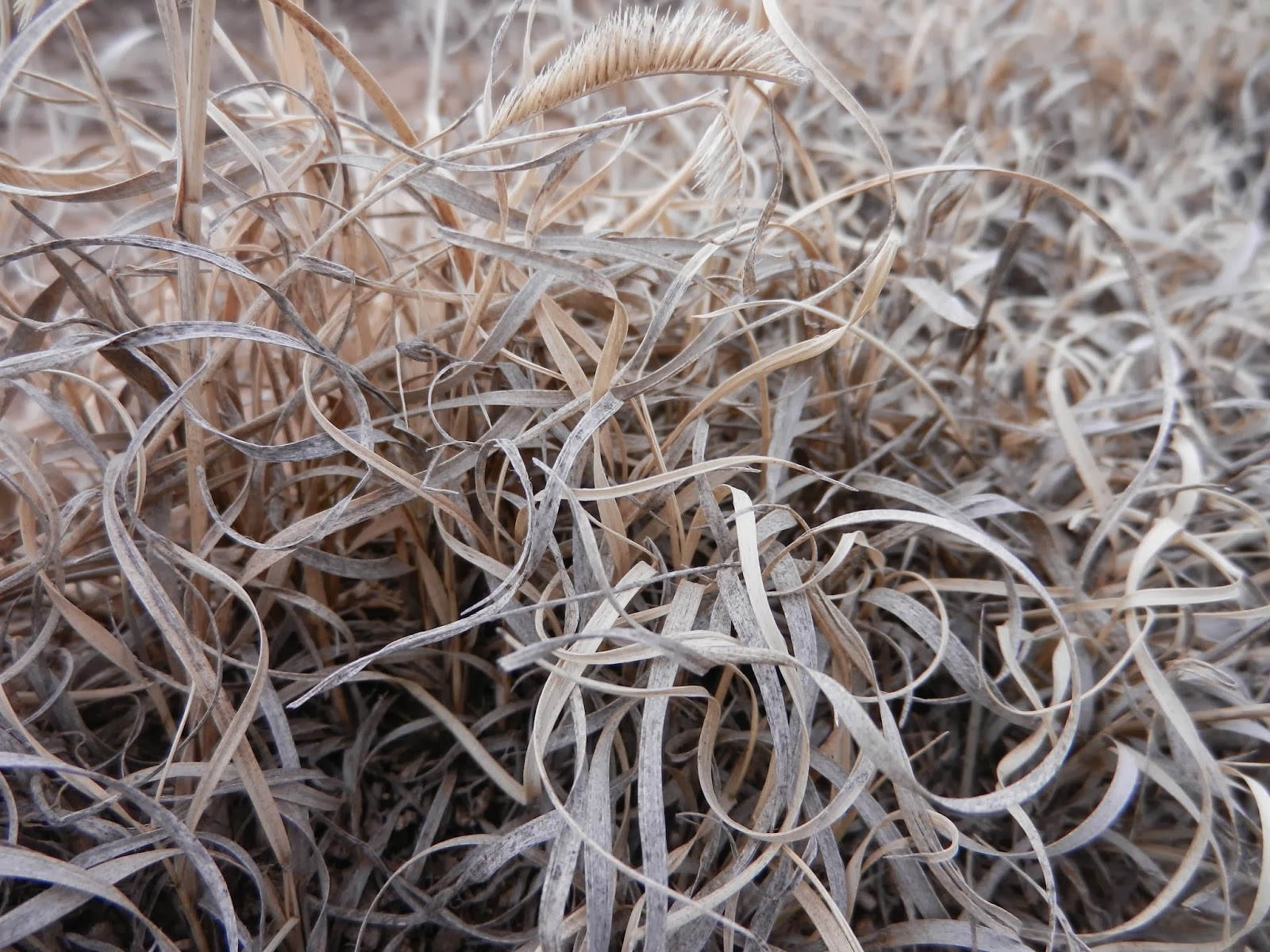 prairie grass pic prairie grass pic