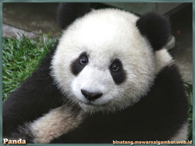 Daftar Nama Binatang Karnivora Gambar Panda Raksasa Mewarnai Hewan