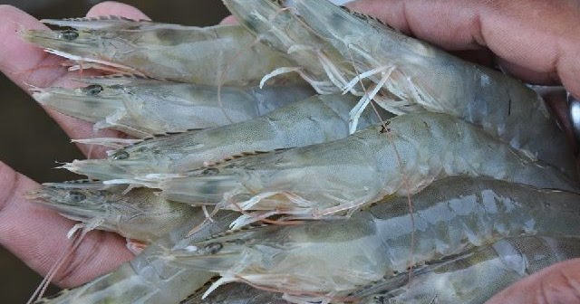 budidaya udang di air