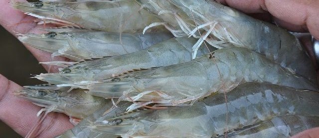 Kunci Sukse Budidaya Udang Vannamei di Air Tawar