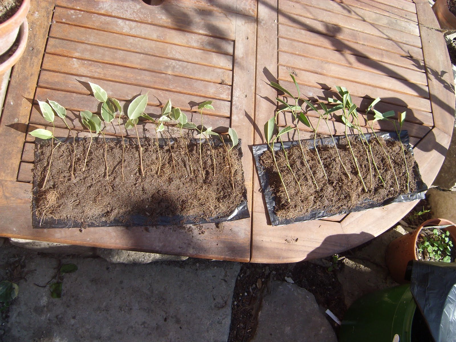 Comment Faire Une Bouture De Ficus LE JARDIN DE PASCALINE: Bouture Ficus benjamina et Ficus Alii