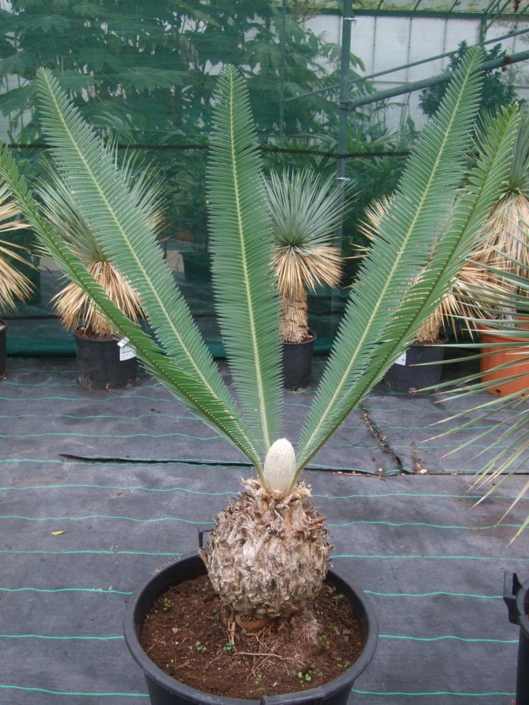 Dioon edule купить