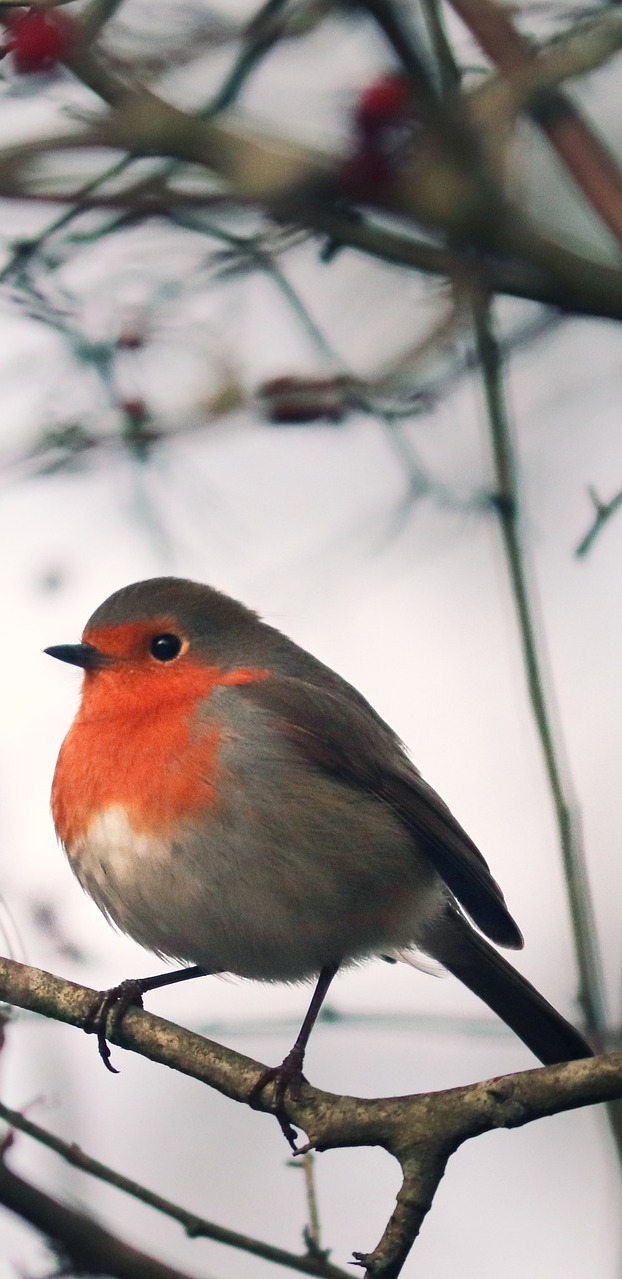 An European robin. An European robin.