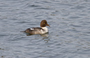 Goldeneye (adult female)