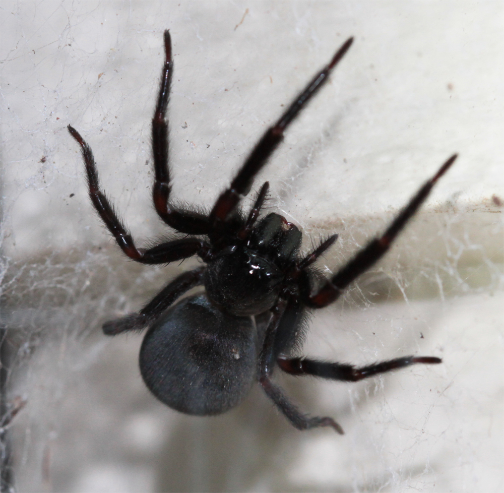 The Spiderblogger I always love the black house spiders